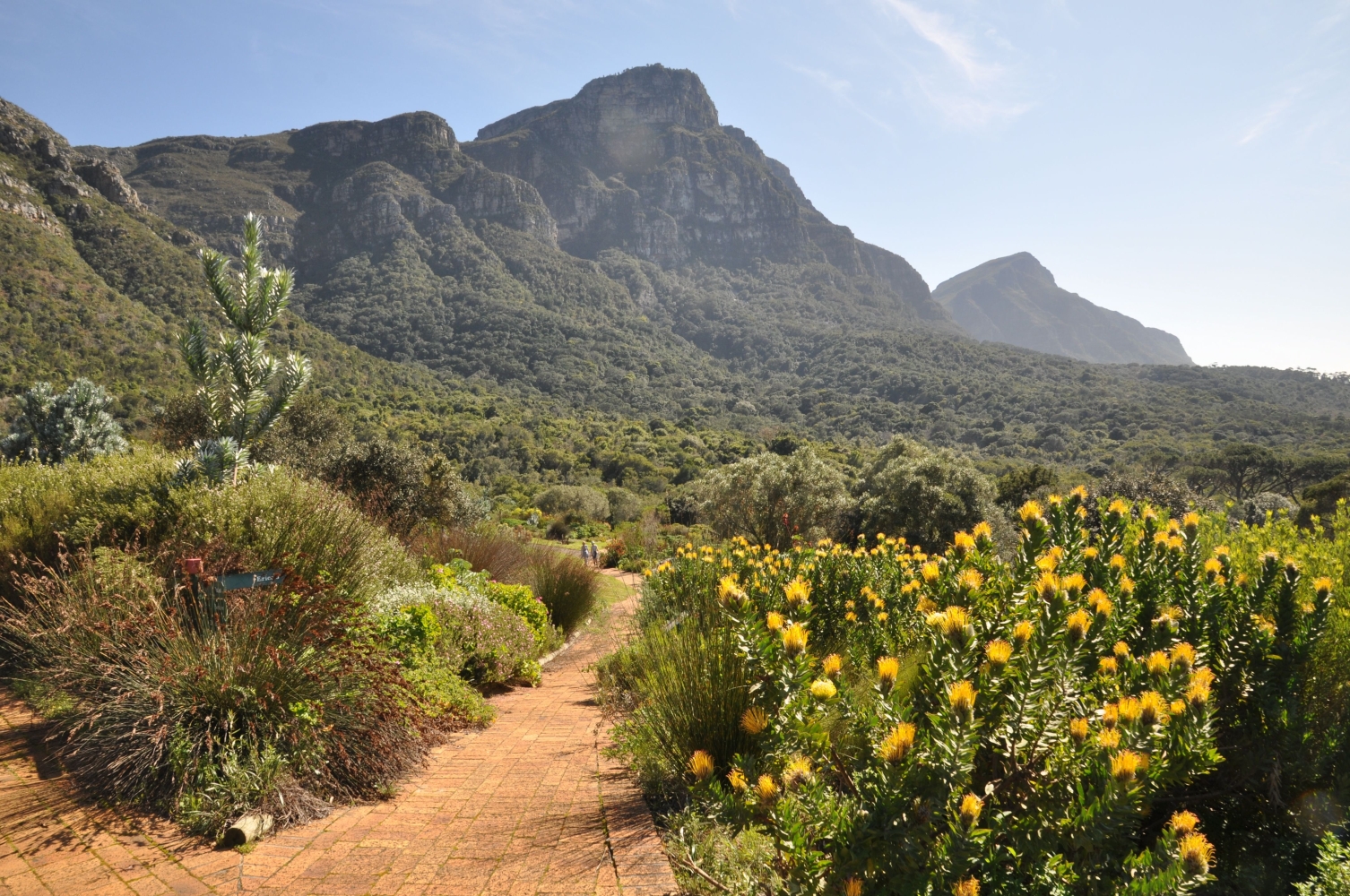 Kirstenbosch National Botanical Garden Named Best Botanical Garden in Africa