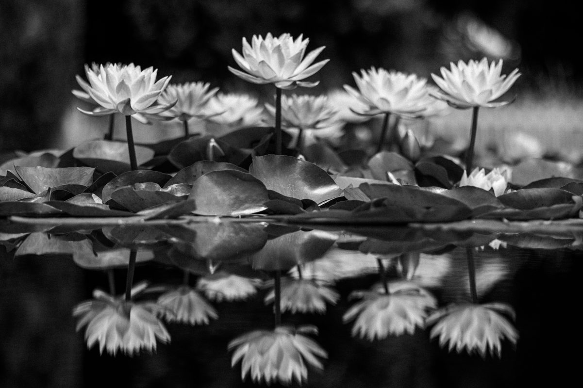 #people's Choice - Credit Christiaan Cloete -