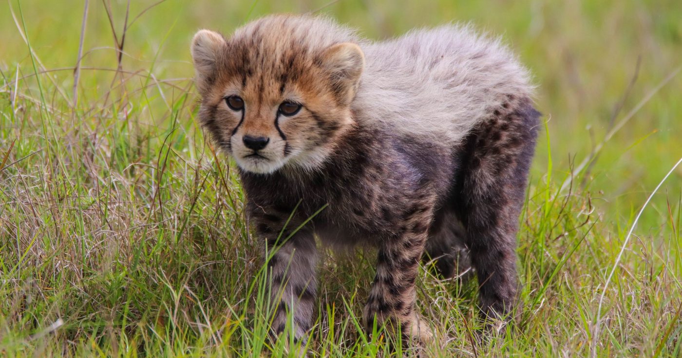 #cheetah Cub Wayne Versters