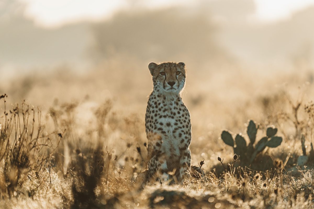 #felix-studios-lalibella-images-feb-2024-260 (1)s