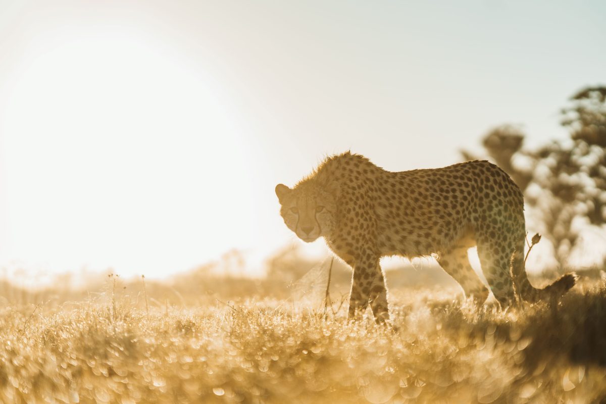 #felix-studios-lalibella-images-feb-2024-278s