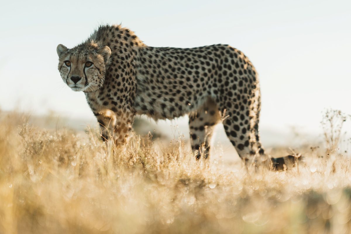 #felix-studios-lalibella-images-feb-2024-303s