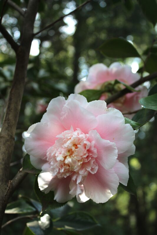 #1 - Camellia Japonica Elegans Supreme