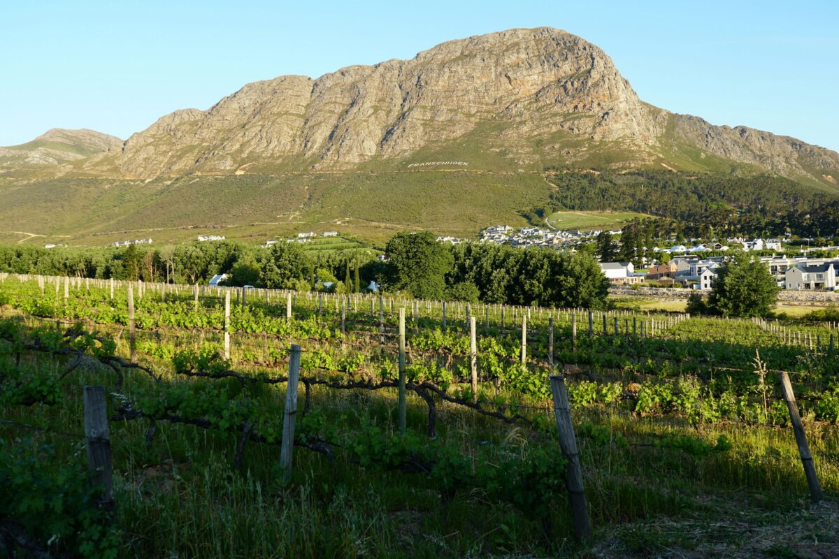 # South Africa’s Finest Festive Wines: a Luxury Guide to the Winelands