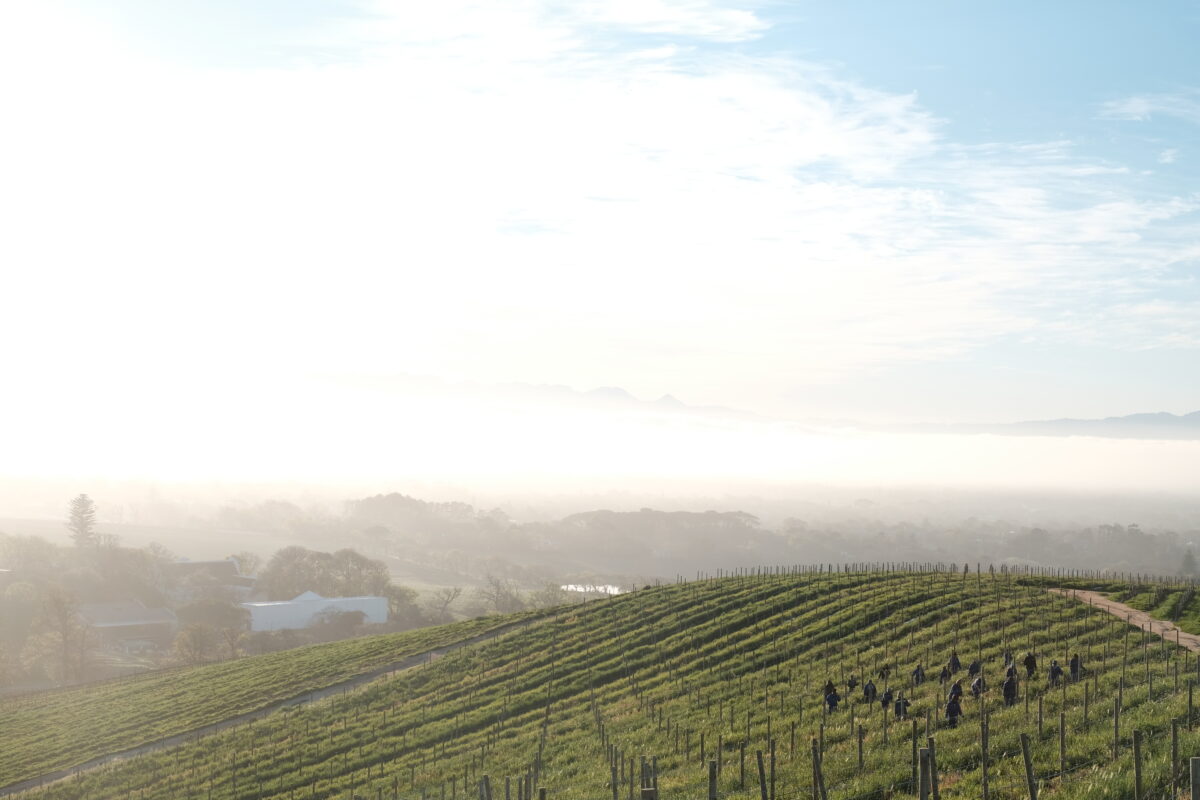 Groot Constantia South Africas National Treasure Leading Luxury Wine Experiences in Africa