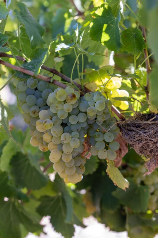 Chenin Blanc from Workhorse to World Stage Chenin Blanc from Workhorse to World Stage African Luxury