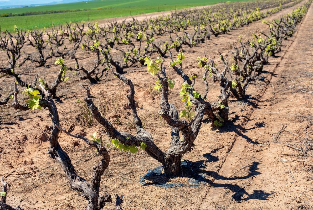Chenin Blanc from Workhorse to World Stage Chenin Blanc from Workhorse to World Stage African Luxury
