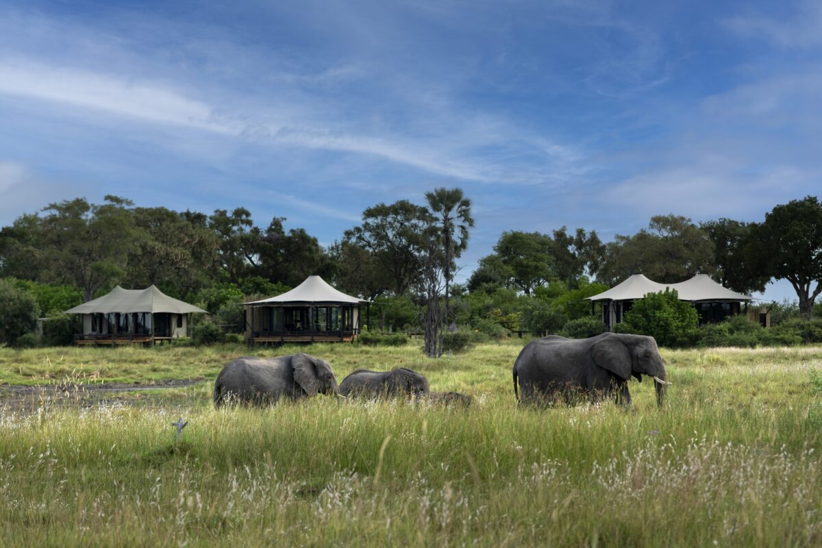 the Future of Sustainable Safari Tourism and Luxury Hospitality   African Luxury