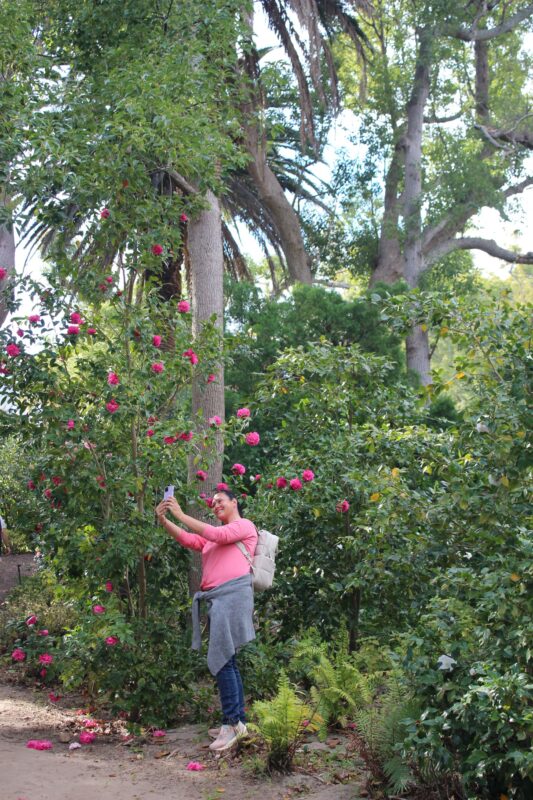 Experience Vergelegens Ultimate Camellia Season Celebration   African Luxury's Ultimate Camellia Season Celebration