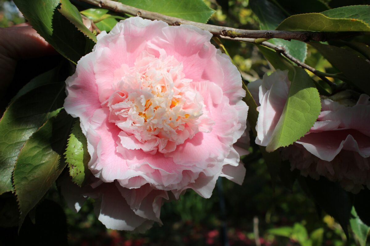 Experience Vergelegens Ultimate Camellia Season Celebration   African Luxury