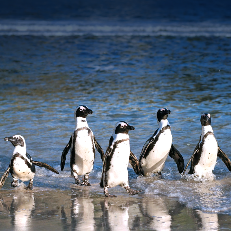 Tintswalo Conservation Experiences: Cape Town’s Wonders